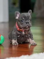 Female Blue Tan DOB 04.10.2026 | French bulldog puppy, a female French Bulldog for sale in Cumming, GA – 1 of 10
