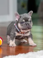 Male Lilac Tan DOB 04.10.2026 | French bulldog puppy, a male French Bulldog for sale in Cumming, GA – 8 of 10