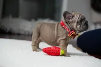 female Fawn, a female French Bulldog for sale in Cumming, GA – Photo 9 of 10