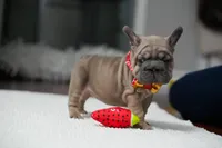 female Fawn, a female French Bulldog for sale in Cumming, GA – Photo 10 of 10