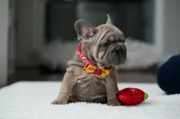 female Fawn, a female French Bulldog for sale in Cumming, GA – Photo 3 of 10