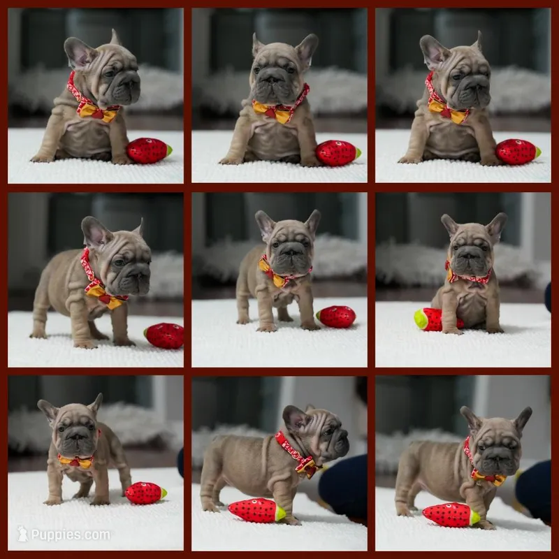 female Fawn – French Bulldog puppy for sale in Cumming, GA