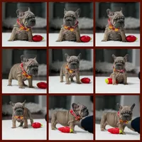 female Fawn, a female French Bulldog for sale in Cumming, GA – Photo 1 of 10