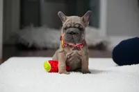 female Fawn, a female French Bulldog for sale in Cumming, GA – Photo 8 of 10