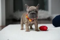 female Fawn, a female French Bulldog for sale in Cumming, GA – Photo 7 of 10