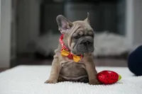 female Fawn, a female French Bulldog for sale in Cumming, GA – Photo 5 of 10