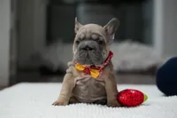 female Fawn, a female French Bulldog for sale in Cumming, GA – Photo 4 of 10