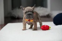 female Fawn, a female French Bulldog for sale in Cumming, GA – Photo 2 of 10