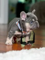 Male Lilac Tan DOB 04.10.2026 | French bulldog puppy, a male French Bulldog for sale in Cumming, GA – 5 of 10