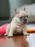  Female Fawn Merle DOB 03.22.2026 | French bulldog puppy, a female French Bulldog for sale in Cumming, GA – 4 of 10