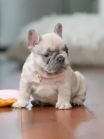  Female Fawn Merle DOB 03.22.2026 | French bulldog puppy, a female French Bulldog for sale in Cumming, GA – 1 of 10