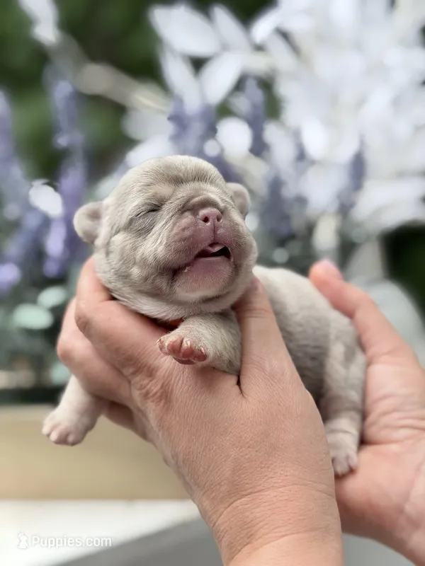 Female New Shade Tan Isabella DOB 04.27.2026 | French bulldog puppy – French Bulldog puppy for sale in Cumming, GA