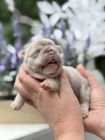 Female New Shade Tan Isabella DOB 04.27.2026 | French bulldog puppy, a female French Bulldog for sale in Cumming, GA – 1 of 7