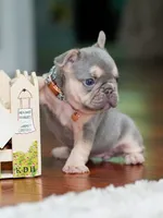 Female Lilac Tan DOB 04.10.2026 | French bulldog puppy, a female French Bulldog for sale in Cumming, GA – 7 of 10