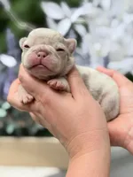 Male New Shade Isabella Merle DOB 04.27.2026 | French bulldog puppy, a male French Bulldog for sale in Cumming, GA – 2 of 6
