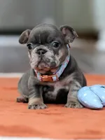 Female Blue Tan, a female French Bulldog for sale in Cumming, GA – Photo 3 of 4