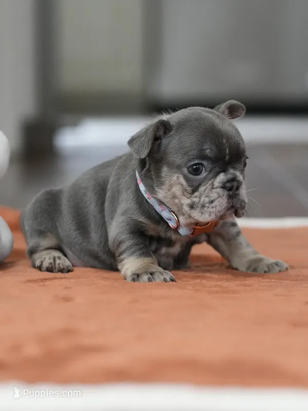 Female Blue Tan – French Bulldog puppy for sale in Cumming, GA