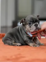Female Blue Tan, a female French Bulldog for sale in Cumming, GA – Photo 4 of 4