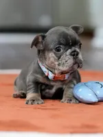 Female Blue Tan, a female French Bulldog for sale in Cumming, GA – Photo 2 of 4