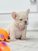 Female Cream FLUFFY DOB 04.17.2026 | French bulldog puppy, a female French Bulldog for sale in Cumming, GA – 5 of 6