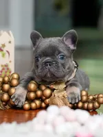 Female Blue Tan DOB 04.10.2026 | French bulldog puppy, a female French Bulldog for sale in Cumming, GA – 8 of 9