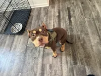 Bumps, a male American Bully for sale in Woodbury, MN – 3 of 4