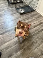 Bumps, a male American Bully for sale in Woodbury, MN – 1 of 4