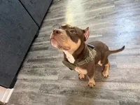 Bumps, a male American Bully for sale in Woodbury, MN – 2 of 4