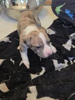 Alapaha, a male Alapaha Blue Blood Bulldog for sale in Carrabelle, FL – 3 of 3