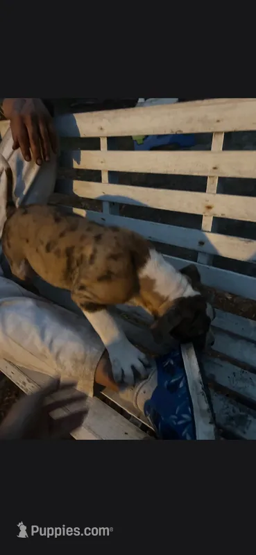 Alapaha – Alapaha Blue Blood Bulldog puppy for sale in Carrabelle, FL