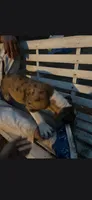 Alapaha, a male Alapaha Blue Blood Bulldog for sale in Carrabelle, FL – 1 of 3