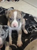 Alapaha, a male Alapaha Blue Blood Bulldog for sale in Carrabelle, FL – 2 of 3