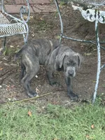 Smoky , a female Cane Corso for sale in Houston, TX – 2 of 5