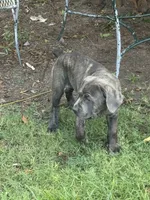 Smoky , a female Cane Corso for sale in Houston, TX – 3 of 5