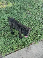 Bones, a female Cane Corso for sale in Houston, TX – 5 of 5