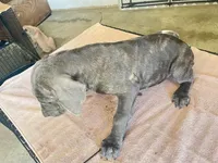 Icy, a female Cane Corso for sale in Houston, TX – 3 of 4