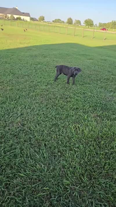 Icy, a female Cane Corso for sale in Houston, TX – 4 of 4