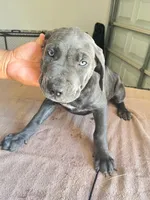 Icy, a female Cane Corso for sale in Houston, TX – 1 of 4