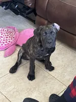 Bones, a female Cane Corso for sale in Houston, TX – 1 of 5