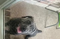 Icy, a female Cane Corso for sale in Houston, TX – 2 of 4