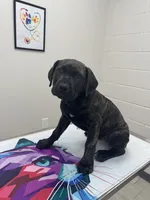 Bones, a female Cane Corso for sale in Houston, TX – 2 of 5