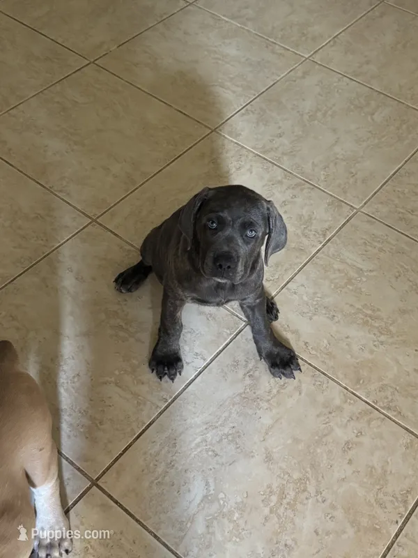 Smoky  – Cane Corso puppy for sale in Houston, TX