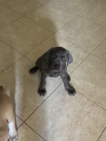 Smoky , a female Cane Corso for sale in Houston, TX – 1 of 5