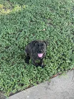 Bones, a female Cane Corso for sale in Houston, TX – 3 of 5