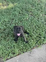 Bones, a female Cane Corso for sale in Houston, TX – 4 of 5