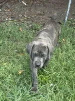 Smoky , a female Cane Corso for sale in Houston, TX – 4 of 5