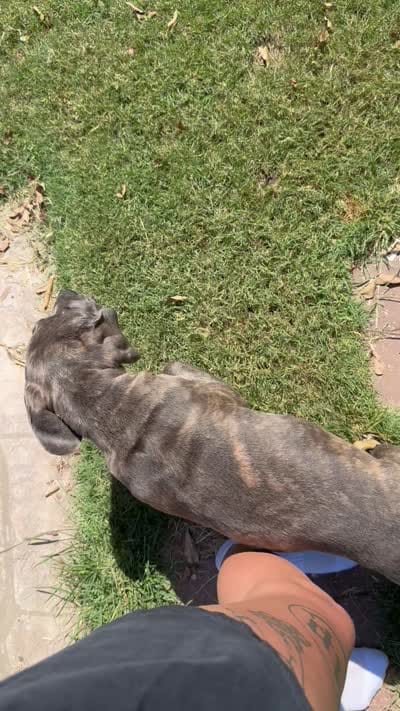 Smoky , a female Cane Corso for sale in Houston, TX – 5 of 5