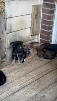 Pickles , a male German Shepherd Dog for sale in LaGrange, GA – 8 of 9