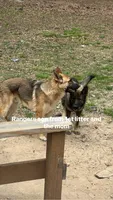 Pickles , a male German Shepherd Dog for sale in LaGrange, GA – 2 of 9