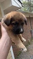 Pickles , a male German Shepherd Dog for sale in LaGrange, GA – 4 of 9